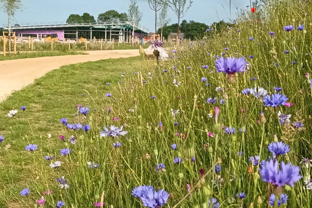 Sustainable construction site with wild flowers